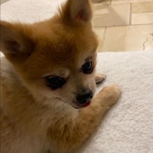 Meet your Posher, Veronica